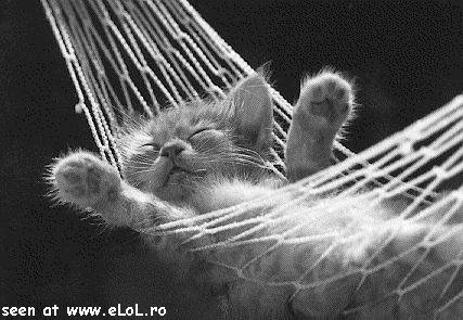 cat - cat picture
