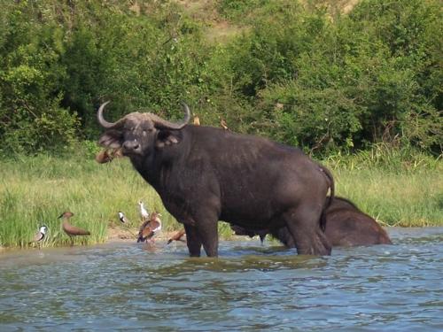 buffalo - buffalo, one of our big 5 wild game
