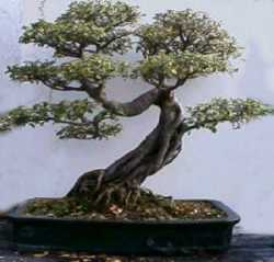 bonsai - bonsai tree