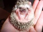 A cute baby hedgehog for you! - Picture of a tiny baby hedgehog in a hand.