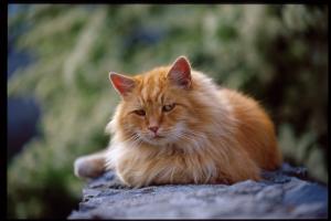 Tired Kitty! - Lovely picture of a cat cat napping on a rock