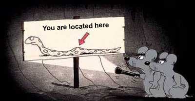 funny - funny animals