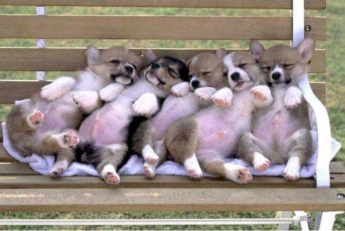 cutie puppies - i love dogs they heal my inner within.I have two dogs named pampam and pupey..they are very loving.
