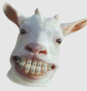 Smiling face goat - i feel so amaze with this braced goat!he's jolly i think!