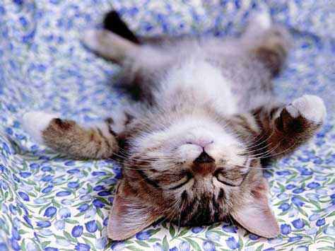sleeping cat - this cat is very smart and sleepy always.