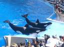 Sea World - Sea World41
