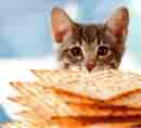 cat with crackers - eating non wild food that cannot be hunted is an occasional thing and not a normal part of the diet