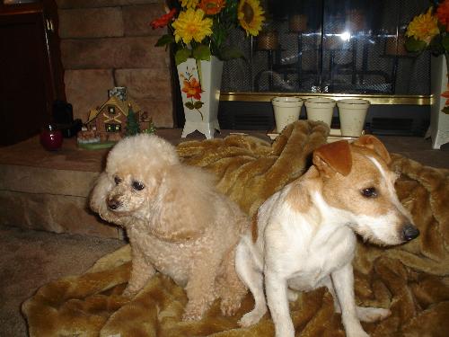 My babies now - My poodle Honey and our energetic Cricket.