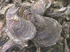Zamboanga sibugay - oyster-sibugay