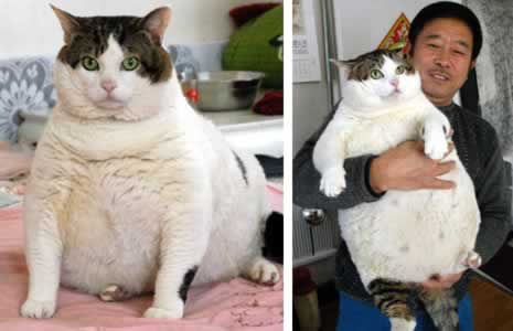 Amazing cat! - This is a fat cat.. Amazing cat! - This is a fat cat..