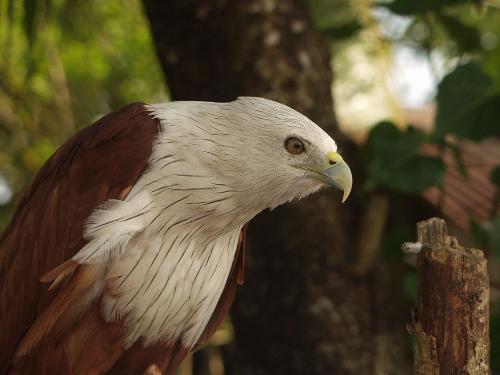 eagle - eagle is the power