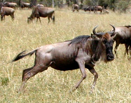 Wildebeests - The wildebeest migration is the coolest ever
