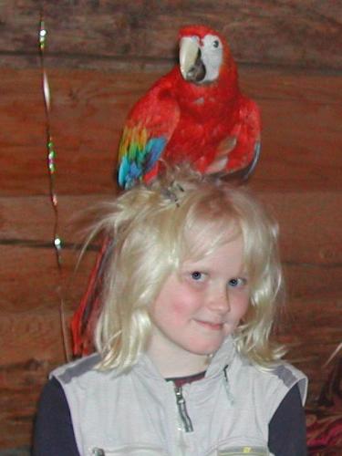 Megan with Scarlet Macaw Max - My wife first met Max when he just had one foot sticking out of his
egg.  Max is a very intelligent pet who loves to socialize with people
and to tease large dogs.