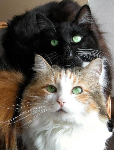 kitty and kimmy - nice pets