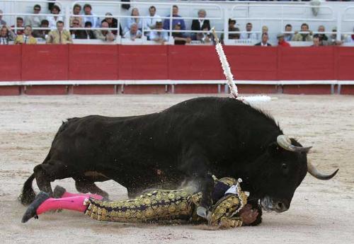 bulls color blind - Bulls are colorblind, the only reason bulls chase the red cape is because flapping it around can be proved irritating, otherwise, most or maybe all animals are colorblind.