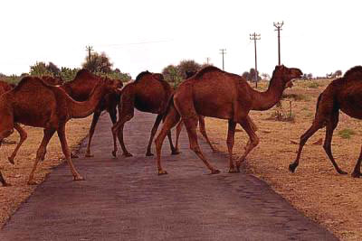 camel - camel milk - I have never taste it.
