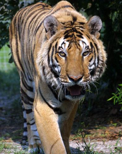 royal bengal tiger - this is one of the creatures in world which create fear in any persons on earth.