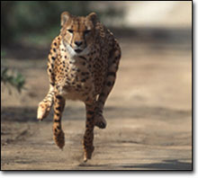 cheetah - I love this animal