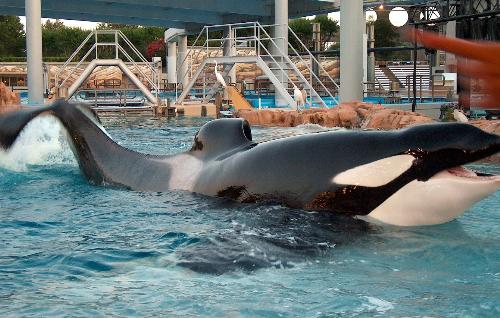 Shamu - Shamu the Killer Whate at Seaworld Orlando