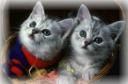 Cat - An animal
