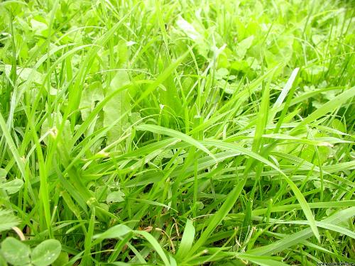 green grass - simple pixs... with large angle