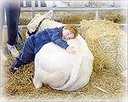 Cow - animal