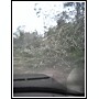 Streets in Sulphur after Hurrican Rita - Our streets in Sulphur right after Hurricane Rita in 2005.