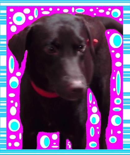 Labrador Retriever - Cara is a chocolate brown labrador which we bought for our black Lab, Spawn. Spawn was diagnosed with early stages of heartworm eight months ago and we thought it would be good for him to have a companion during the illness. Now, Spawn is still as healthy as a pup and we never did saw any symptoms of the illness at all. It's either the vet was wrong or Cara's presence was therapeutic for him.