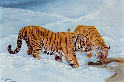 tiger - I love this photo because of the stark contrast of colour and the sensitivity