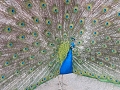 wildlife - It is the national bird of my country and has the most elegant walk I have ever seen