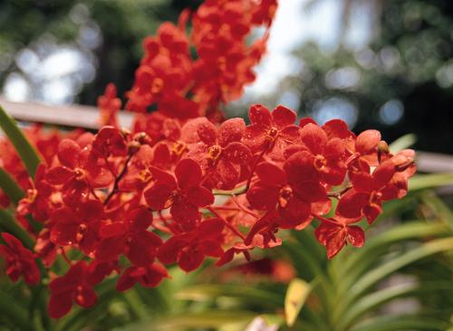 singapore - the beautiful flower grow in singapore