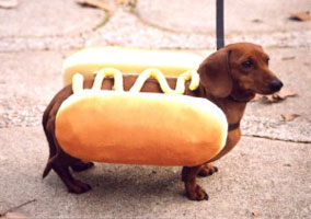Hot Dog, Daschund - Cute Hot Dog, Daschund - Cute