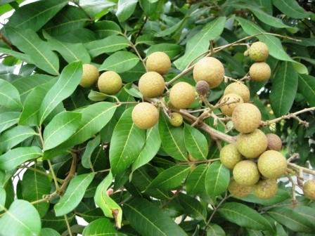 Longan tree 01. - What a fruitful tree in the midst of a warehouse.