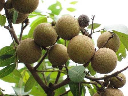 Longan fruits closeup. - Sweet and juicy longan fruits, ready for plucking...... If I have a way, I could market this fruits abroad and have an income.