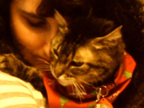 Georgie and Amber - This is a picture of my cat and her Christmas bandana.