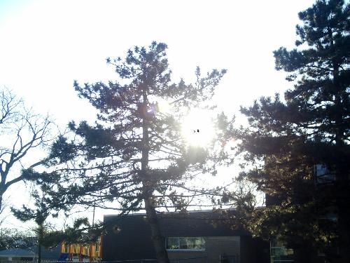 Nature - This was also taken outside my home.