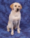 lab dogs for pets and animals - lab dogs for pets/   Lab dogs as pets