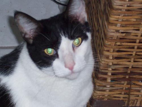 my kitty - My cat :-)