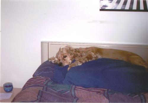 My dog - Shhhhh she is sleeping